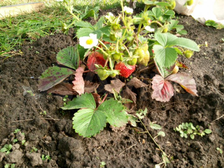 Коттедж 180 м² на участке 9 сот.