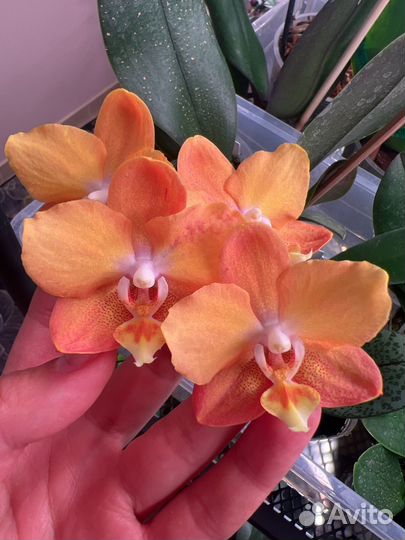 Орхидея фаленопсис Maple Valley