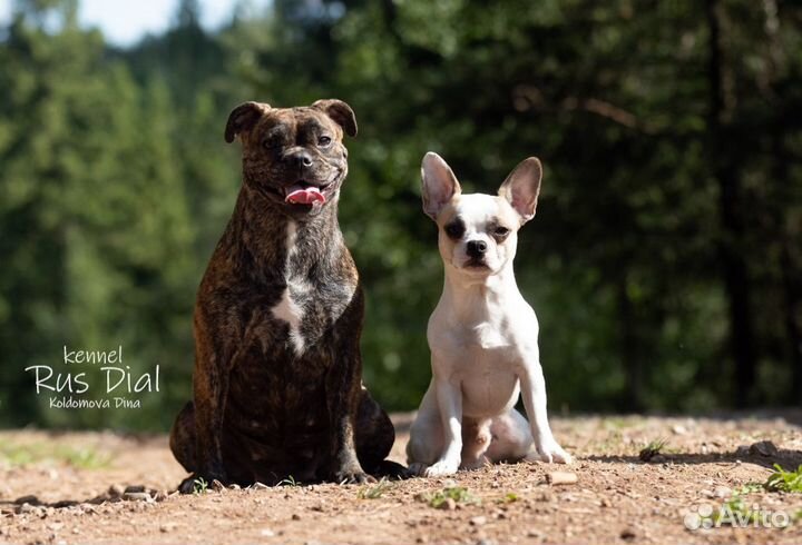 Продажа щенков Коди