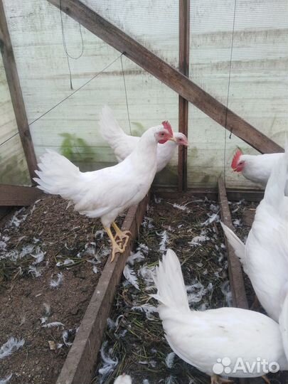 Молодые петухи