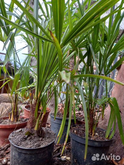 Пальма веерная