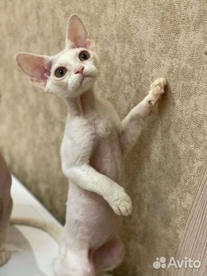 Девон-рекс маленькие и большие