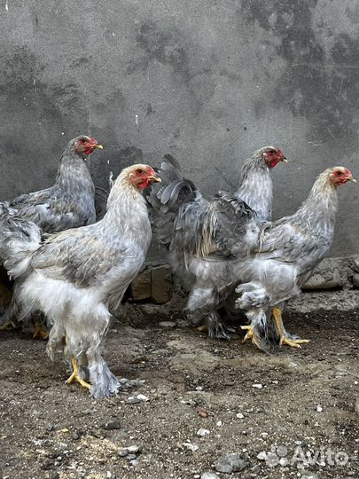 Куры брама изабелла