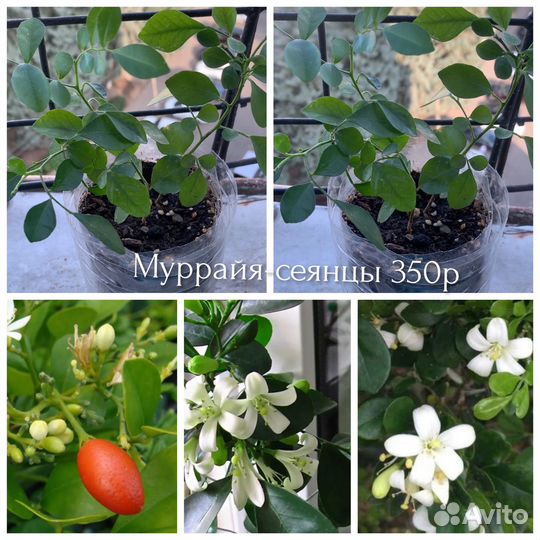 Цветы комнатные