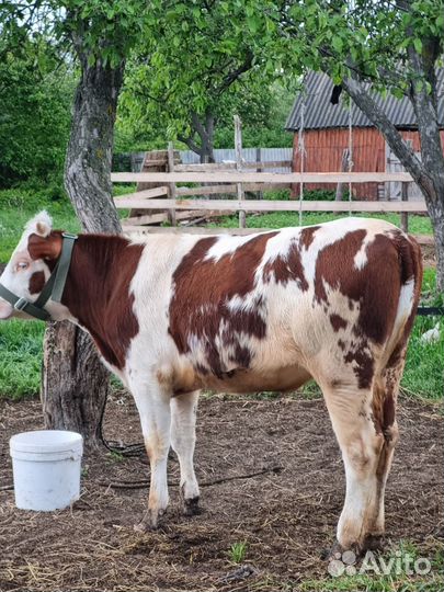 Бычки и телки