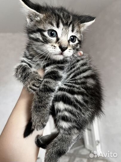 Отдам бесплатно