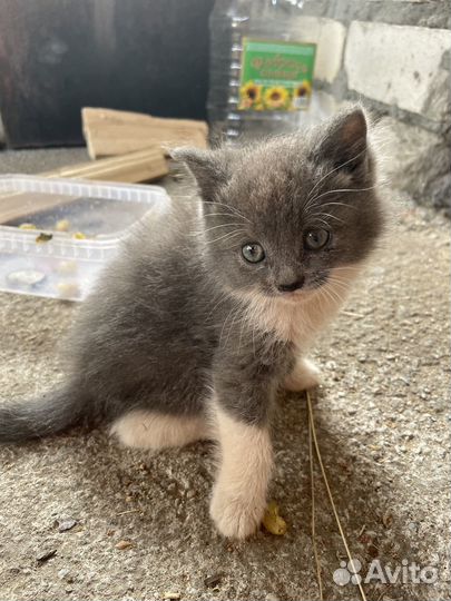 Кошки хомяки