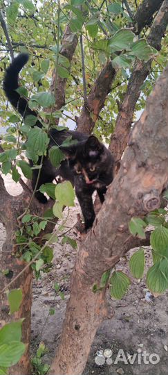 Кошечка