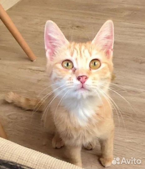 Котенок девочка 4 мес