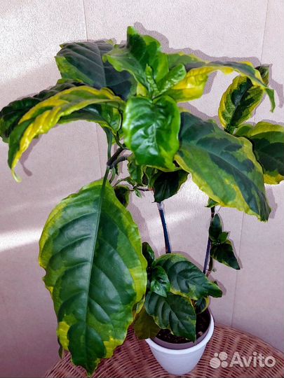 Псевдоэрантемум Yellow Dwarf