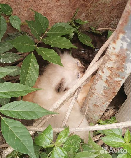 Отдам котят в добрые руки