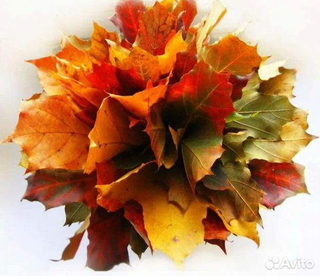 Гербарий на заказ