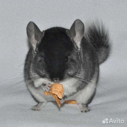 Шиншиллы разных окрасов
