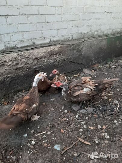 Мускусные утки
