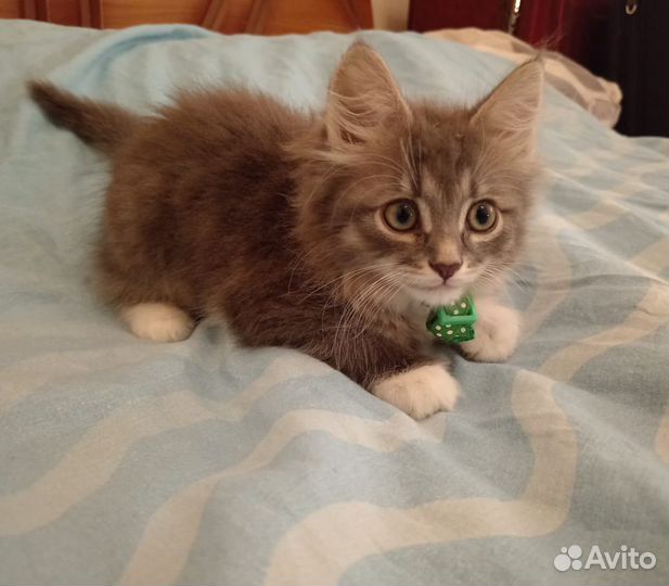 Котята
