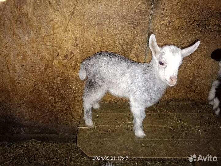 Продам козлят