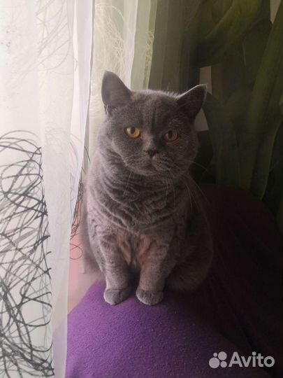 Британская