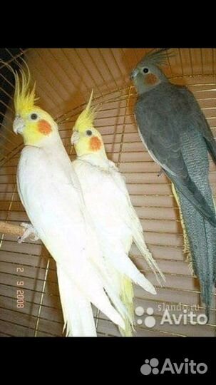 Попугаи домашнего разведения