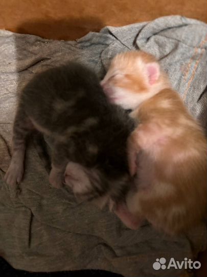 Котятки в добрые руки