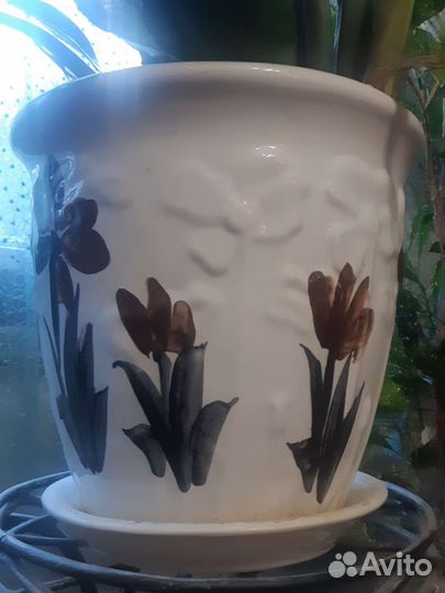 Замиокулькас