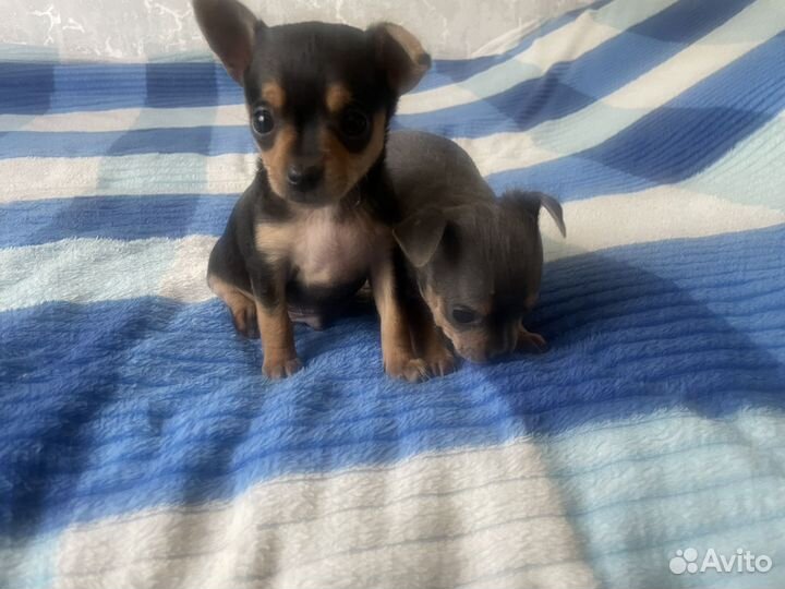 Той-терьер щенки