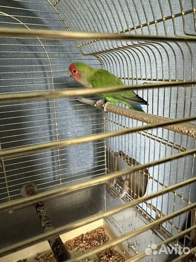 Попугай неразлучники с клеткой