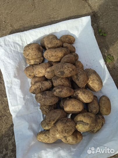 Продам картошку Уфа