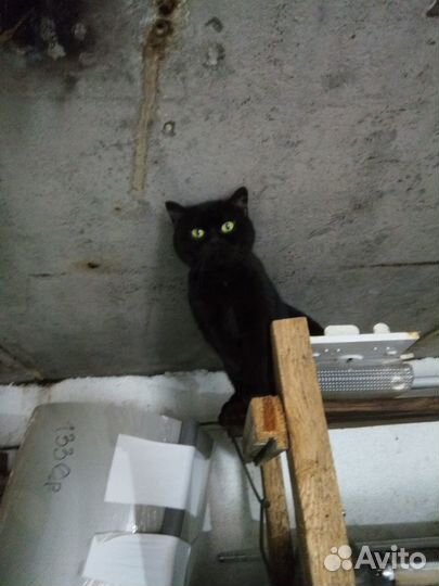 Кошка британец 9 месяцев