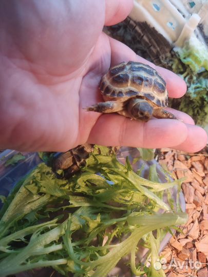 Черепаха своего разведения