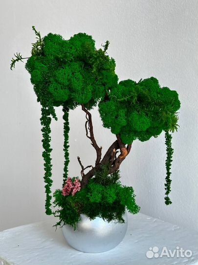 Дерево со стабилизированным мхом