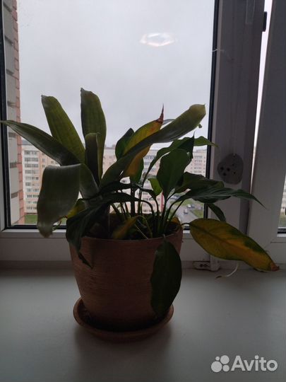 Комнатные цветы