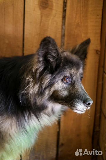 Спасите из приюта