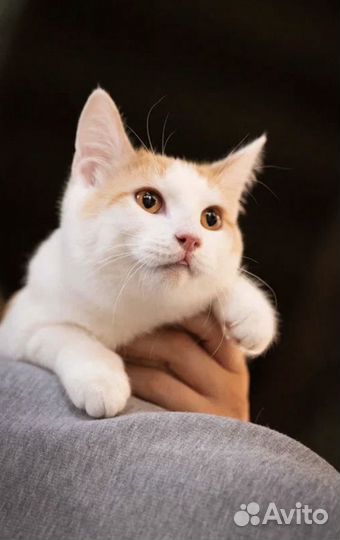 Котик из приюта