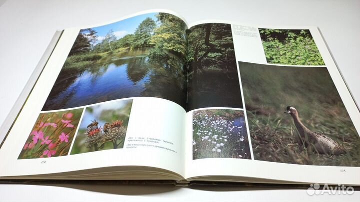 Спатканне з лесам (Свидание с лесом). В. Алешка