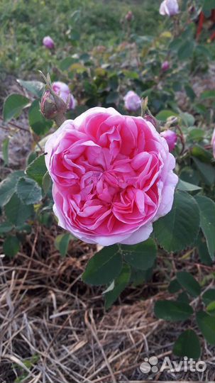 Цветы и растения для сада