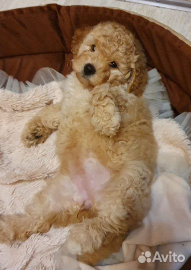 Щенки пуделя