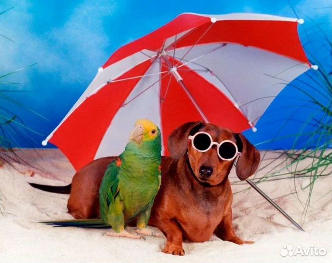 Передержка кошек, собак, птиц, грызунов и т. д