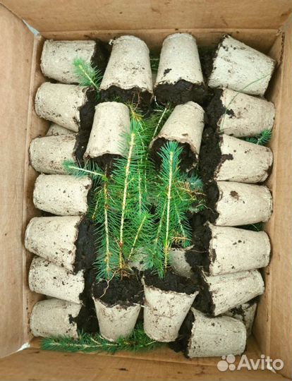 Ель Сибирская