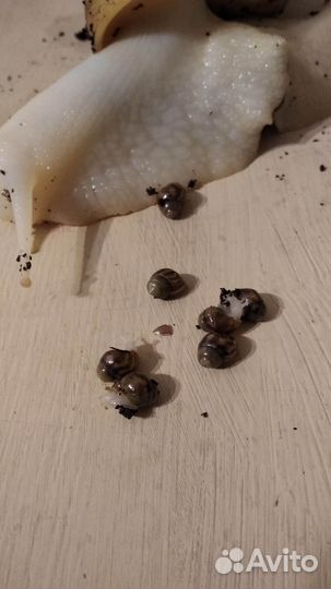 Улитки ахатины