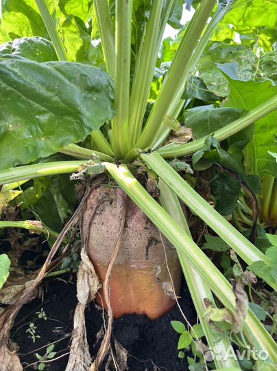 Кормовая свекла