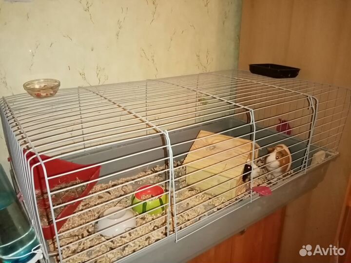 Морская свинка с клеткой