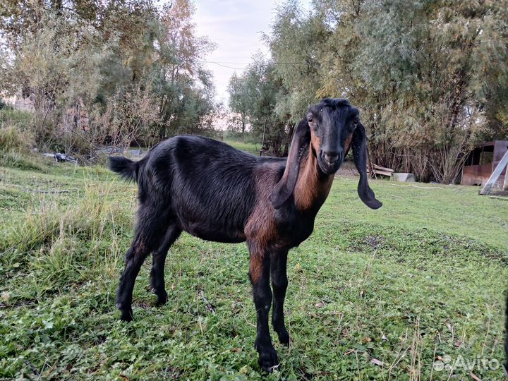 Козлята и Дойные козы