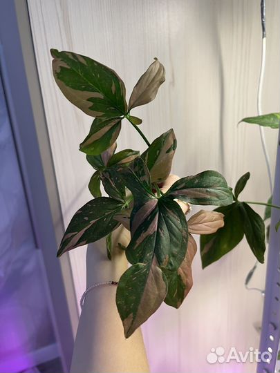 Монстера/Сингониум/Эпипремнум