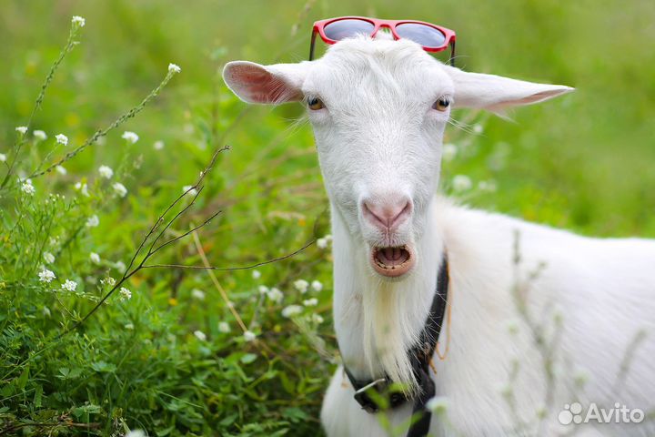 Козел и козы