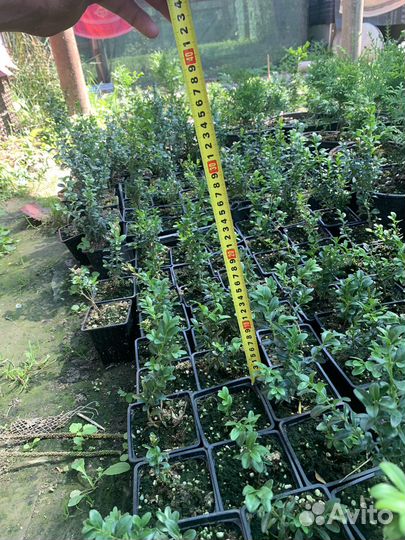 Саженцы туи