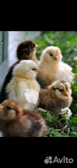 Куры несушки продам