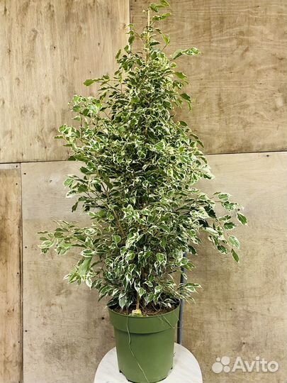 Фикус бенджамина