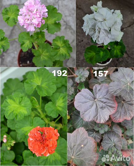 Пеларгонии пестролистные, ангелы, королевские