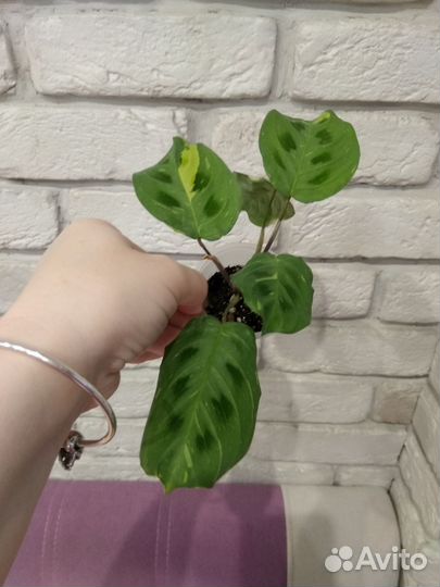 Комнатные растения