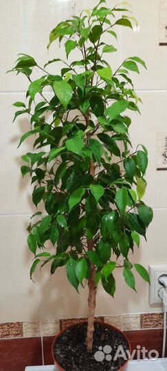 Фикусы большие